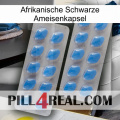 Africa Black Ant Capsule 23